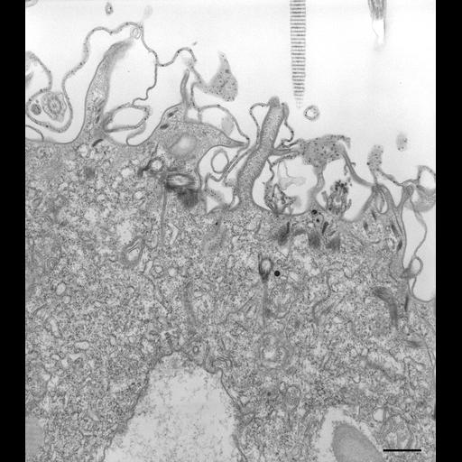 eukaryotic cell