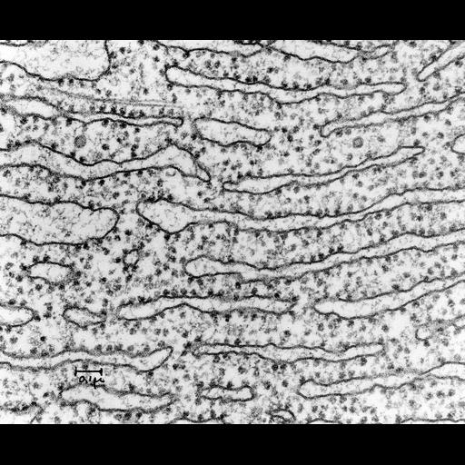 pancreatic cell