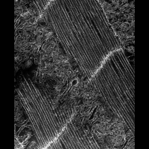 flight muscle cell