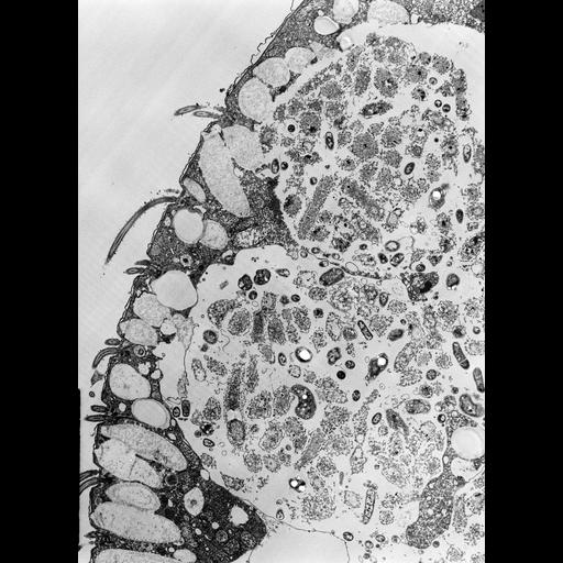 eukaryotic cell