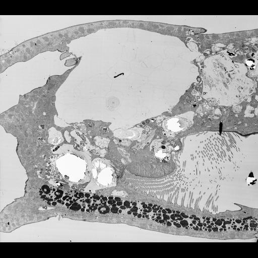 eukaryotic cell