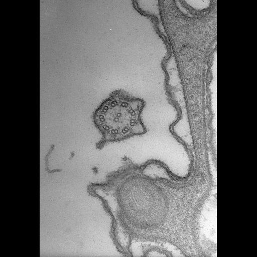 eukaryotic cell