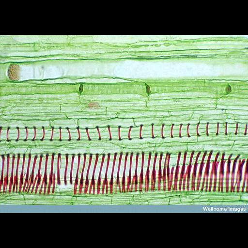 xylem