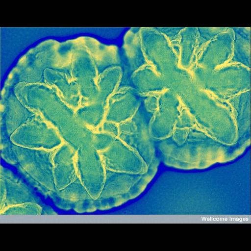 Gram-negative bacteria