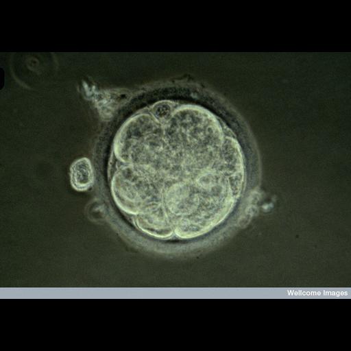 embryonic cell