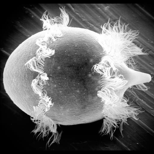 eukaryotic cell