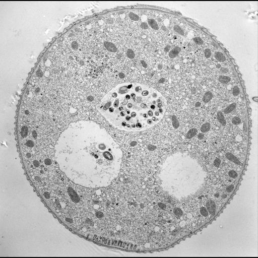 eukaryotic cell