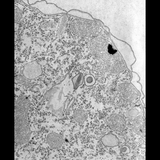 eukaryotic cell