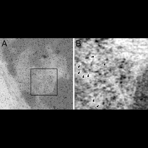 retinal rod cell