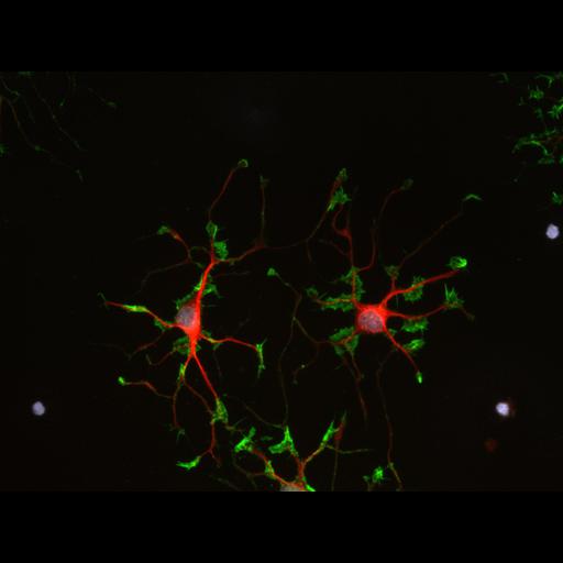 oligodendrocyte