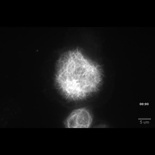 microtubule