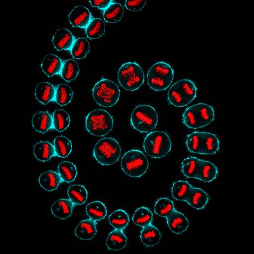 plasma membrane