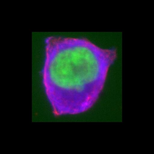 epithelial cell