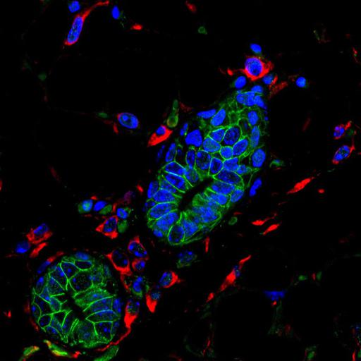 mammary epithelial cell