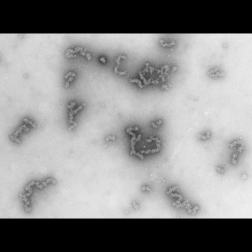 nucleate erythrocyte