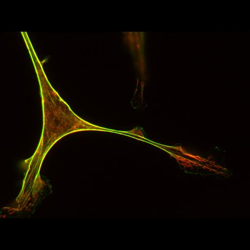 primary cell line cell