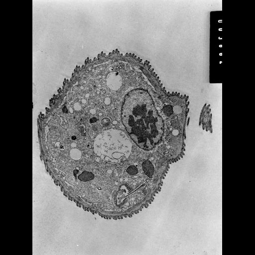 eukaryotic cell