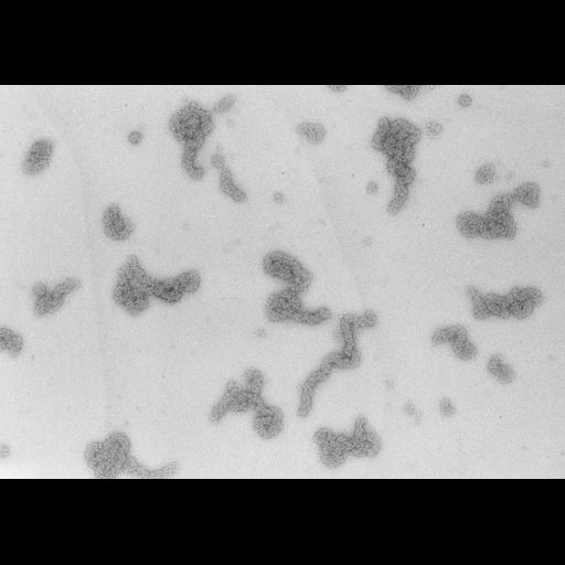 nucleate erythrocyte