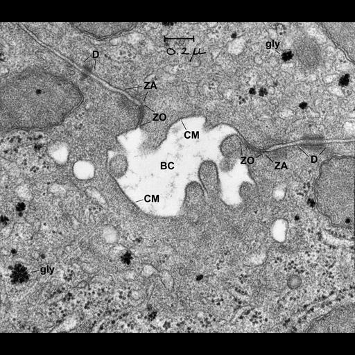 hepatocyte