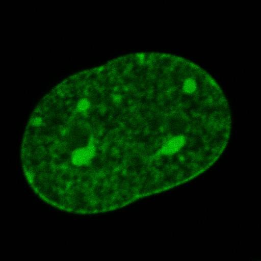 nuclear chromatin