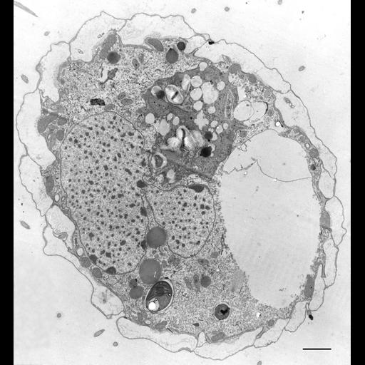 eukaryotic cell