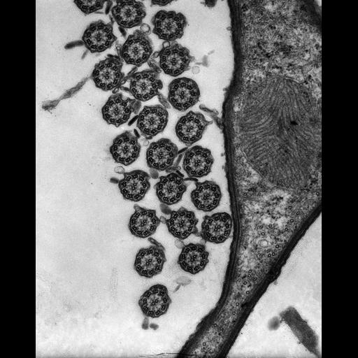 eukaryotic cell