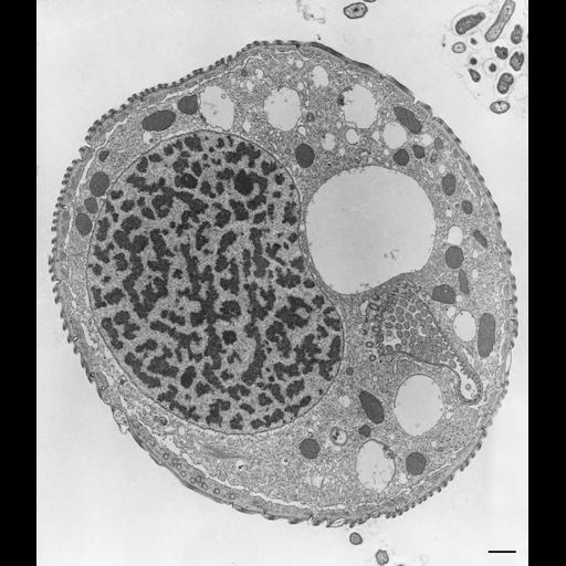 eukaryotic cell