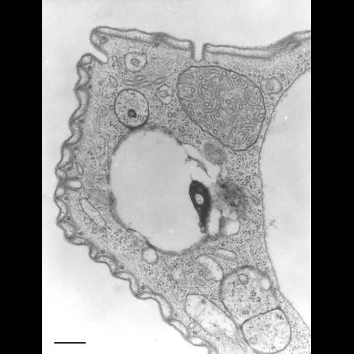 eukaryotic cell