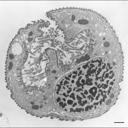 eukaryotic cell