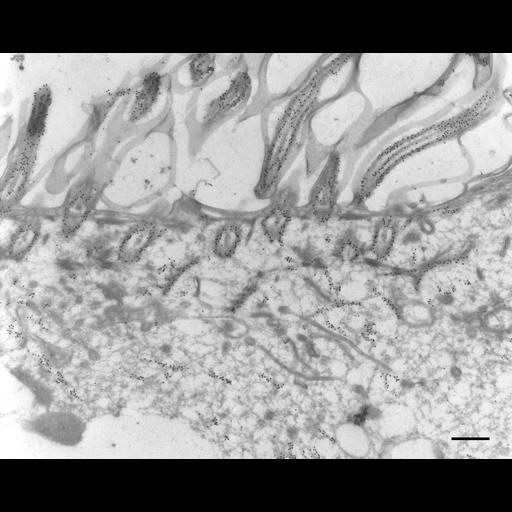 eukaryotic cell