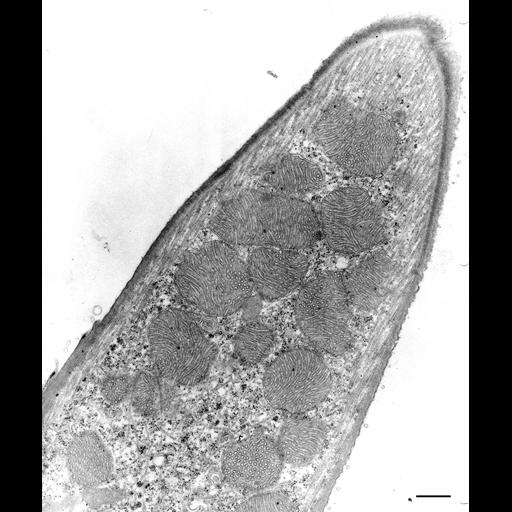 eukaryotic cell