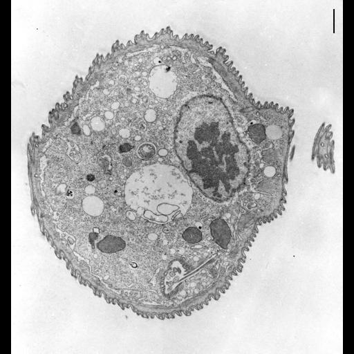 eukaryotic cell